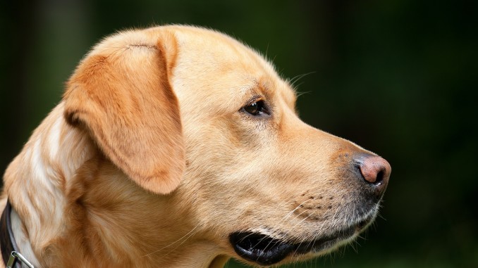 Dog photo by Chiemsee2016